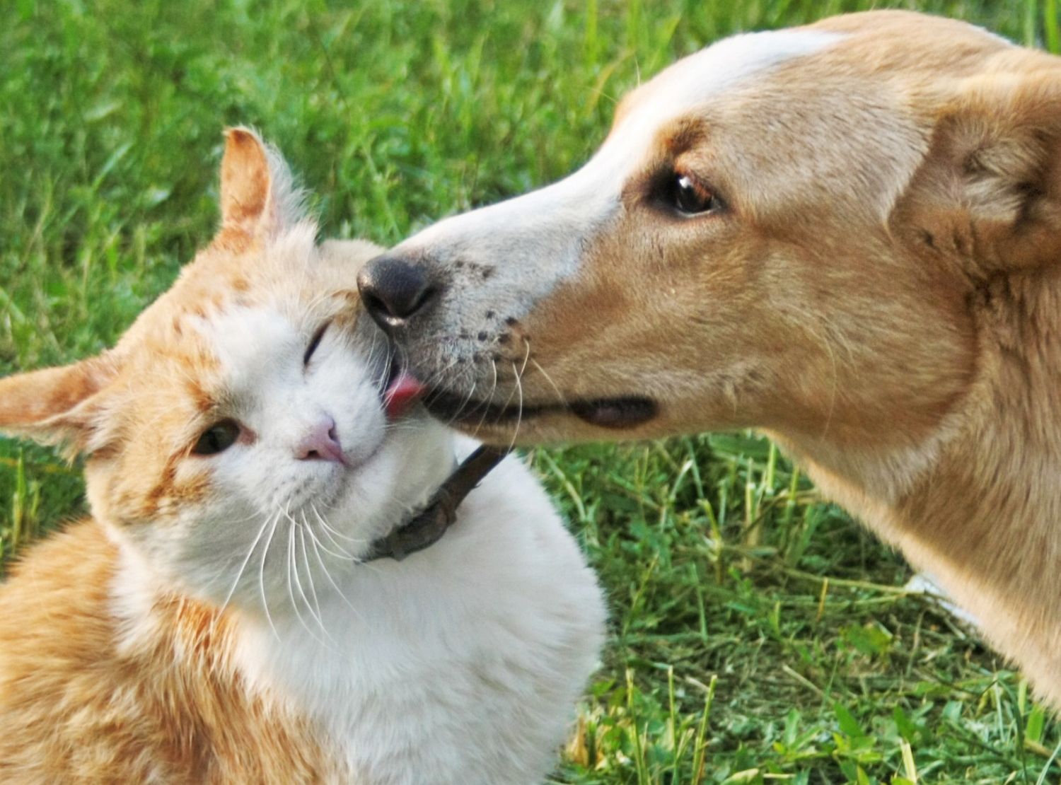 Dog Licking Cat